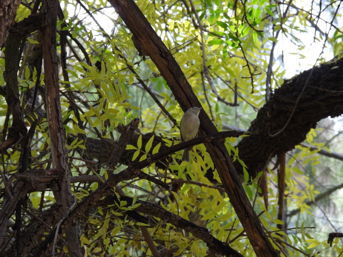 Hutton's Vireo - ML647433611