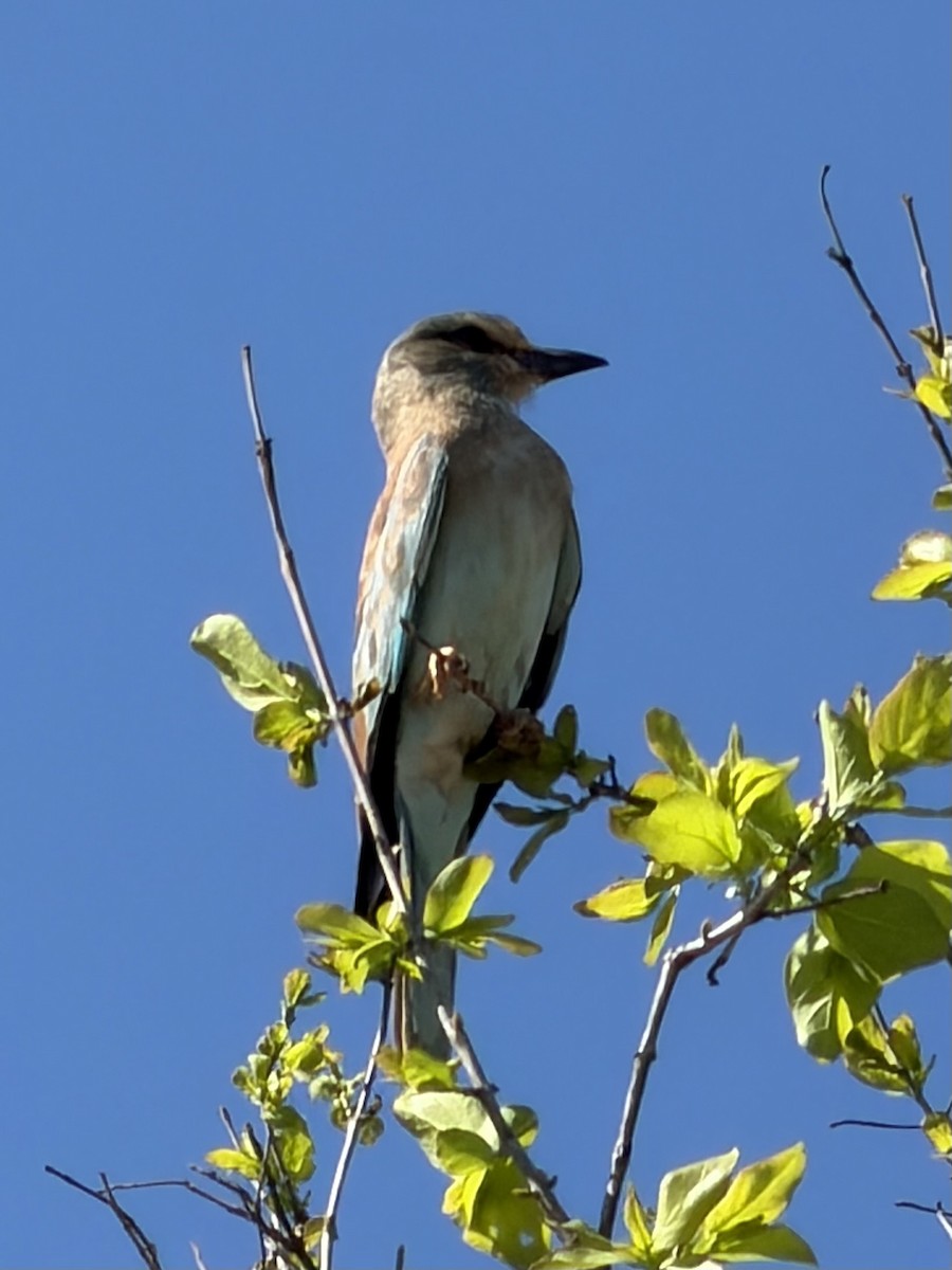 European Roller - ML647433612