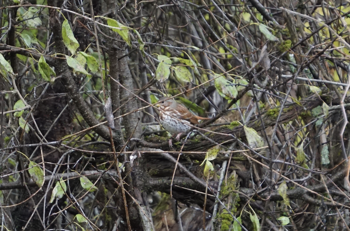 Fox Sparrow - ML647433613