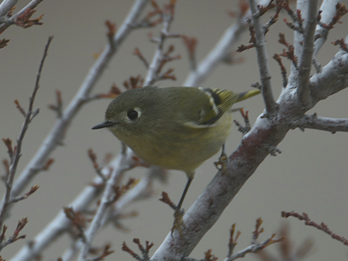 Ruby-crowned Kinglet - ML647433617