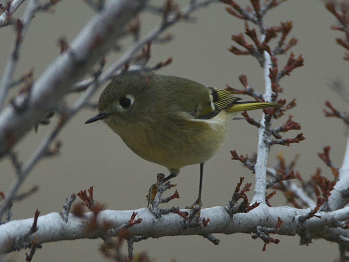 Ruby-crowned Kinglet - ML647433618
