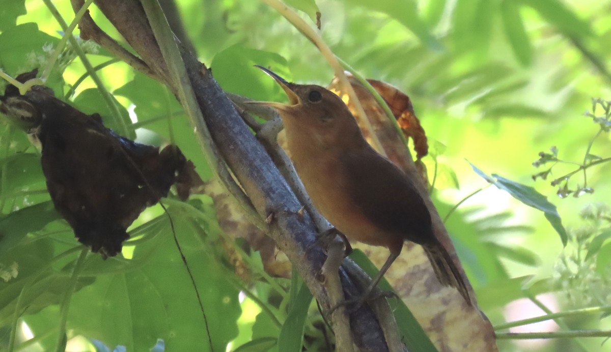 Kalinago Wren - ML647433619