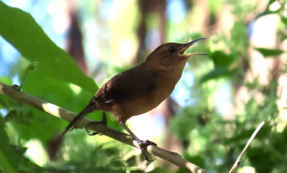 Kalinago Wren - ML647433620