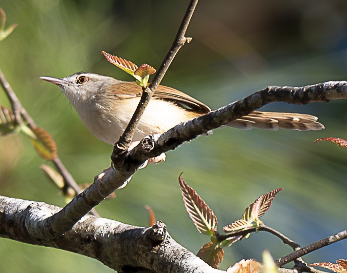 Rufescent Prinia - ML647433621
