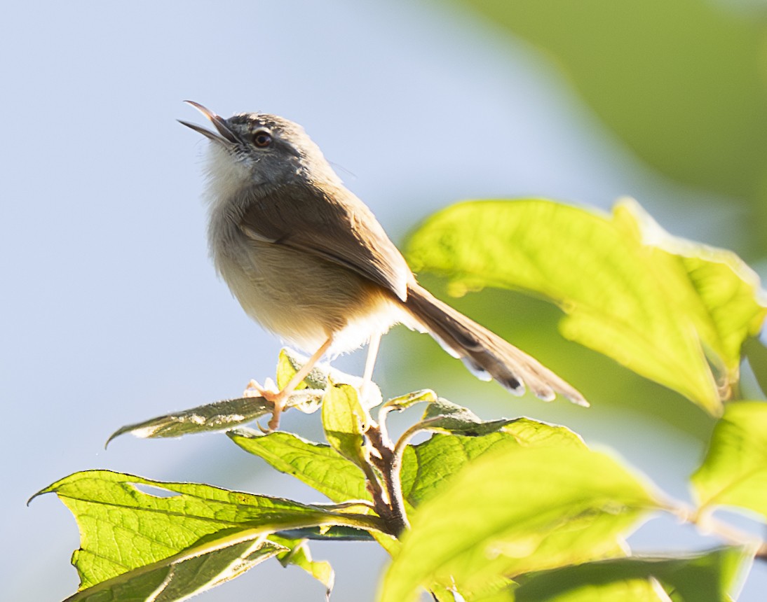 Rufescent Prinia - ML647433622