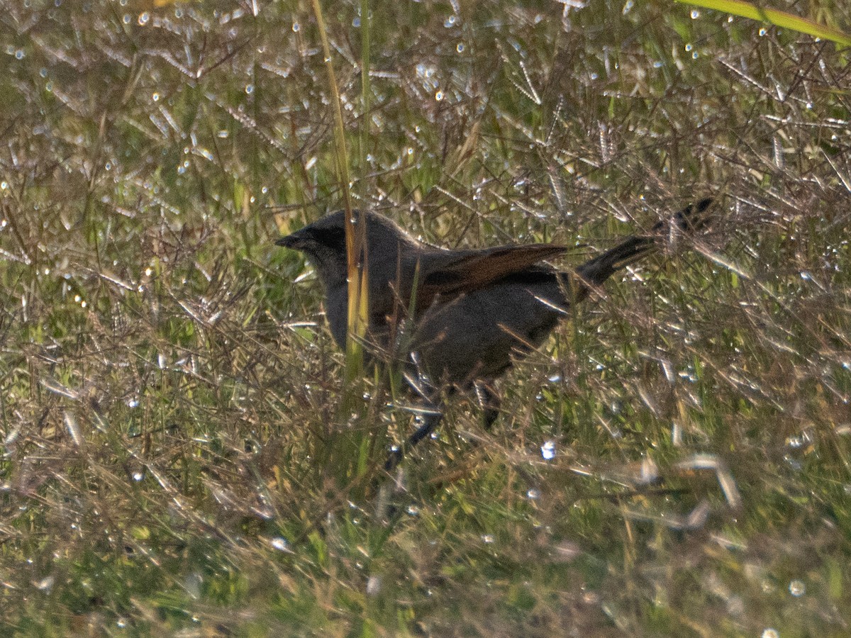 Grayish Baywing - ML647433623