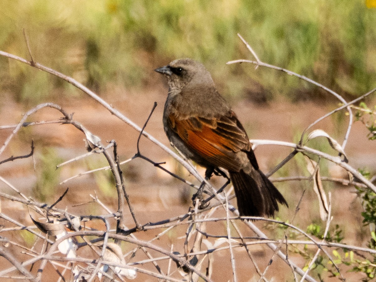 Grayish Baywing - ML647433624