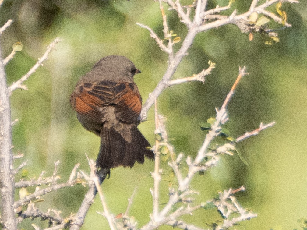 Grayish Baywing - ML647433625