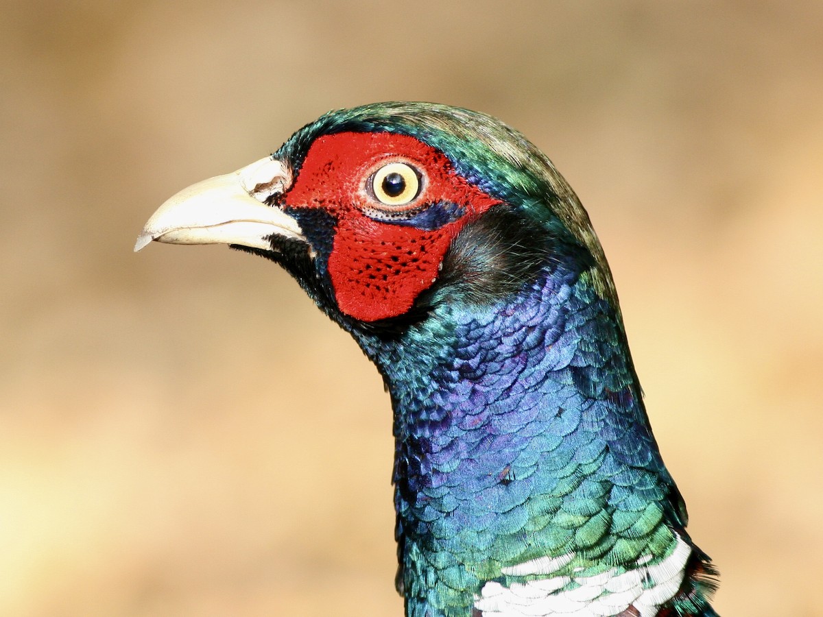 環頸雉 - ML647433627