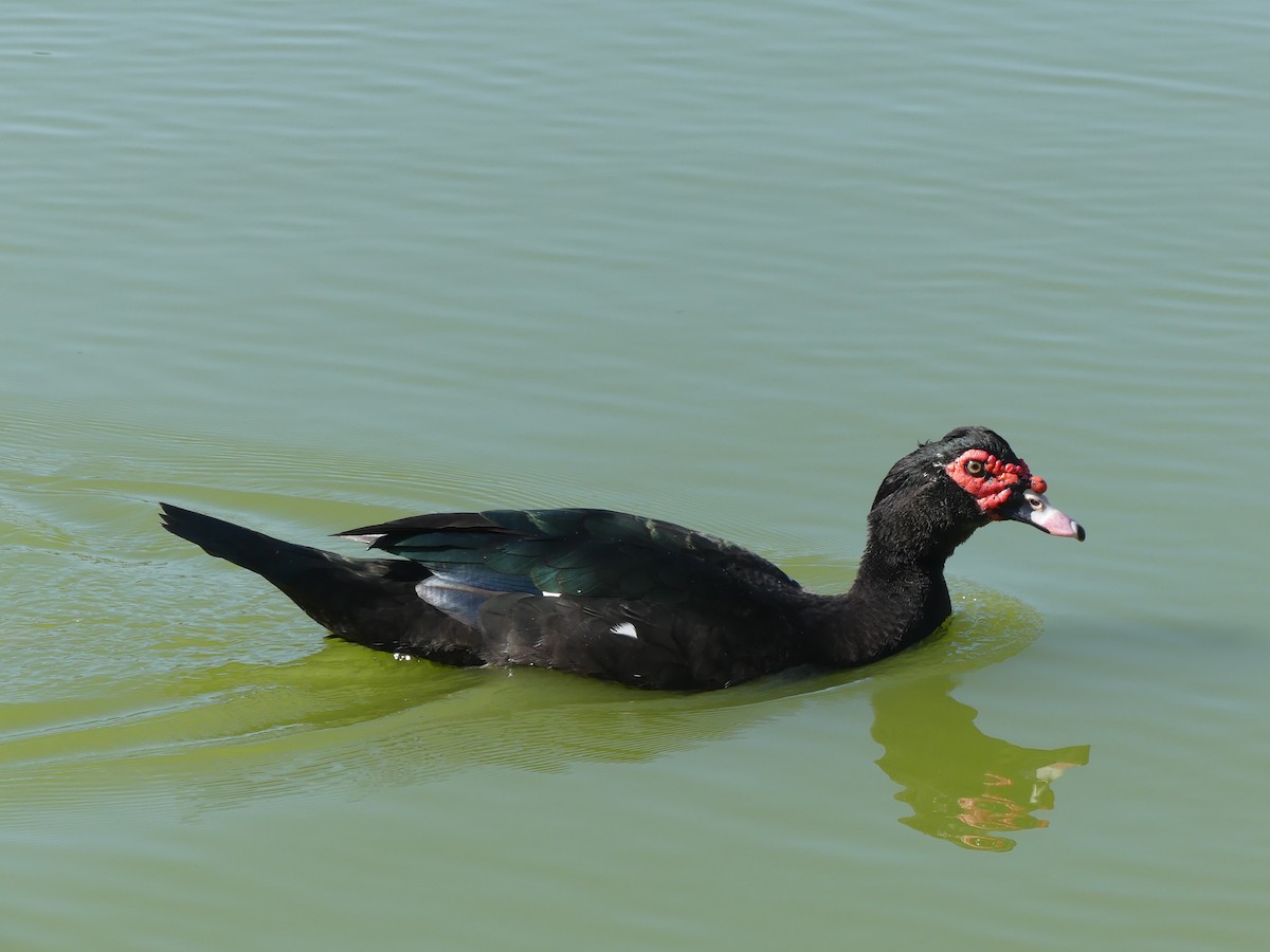 番鴨(馴化)(薑母鴨) - ML647433628