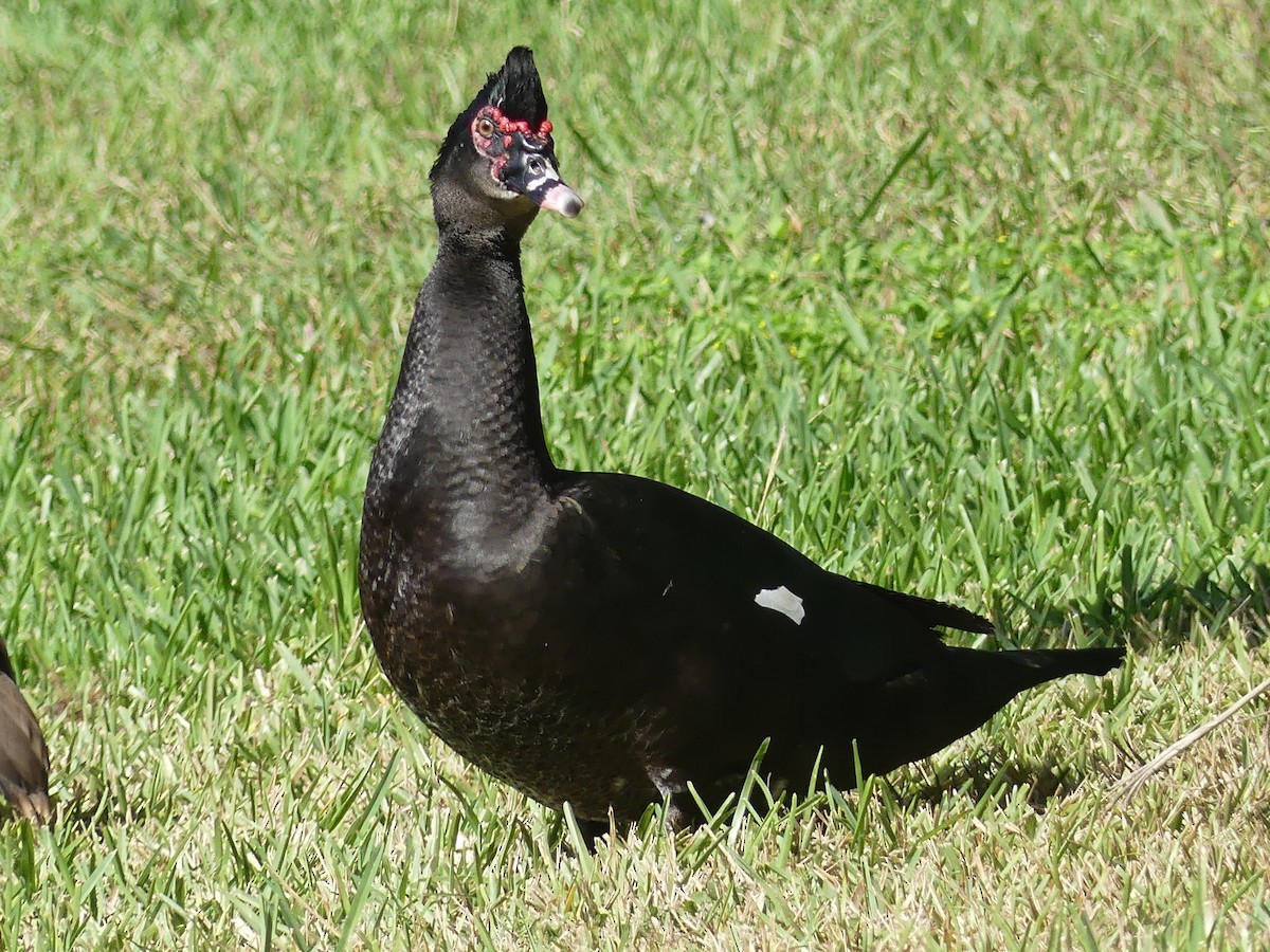 番鴨(馴化)(薑母鴨) - ML647433629