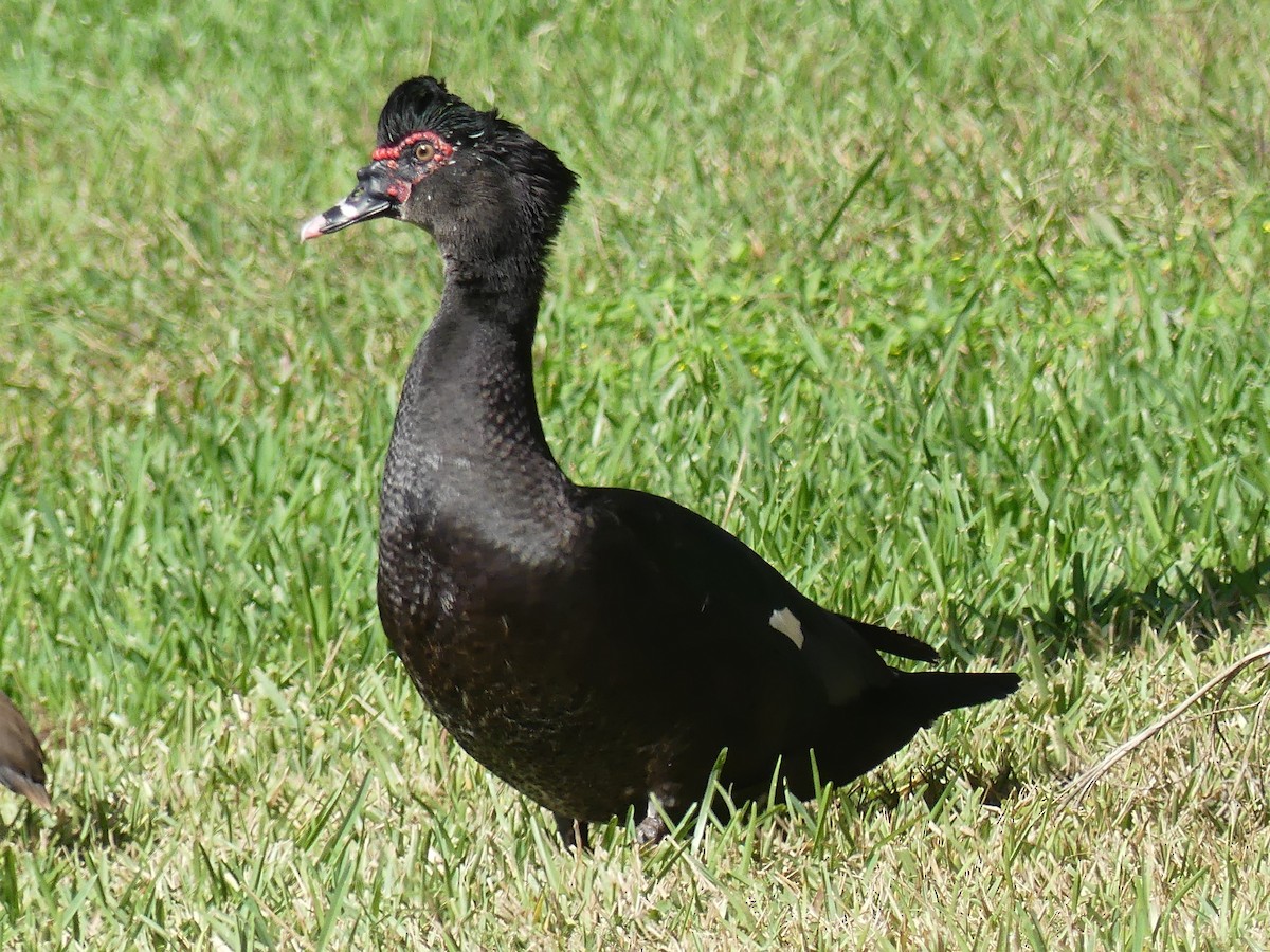 番鴨(馴化)(薑母鴨) - ML647433630