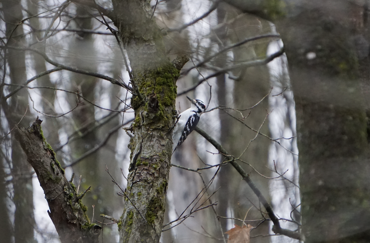 Hairy Woodpecker - ML647433632