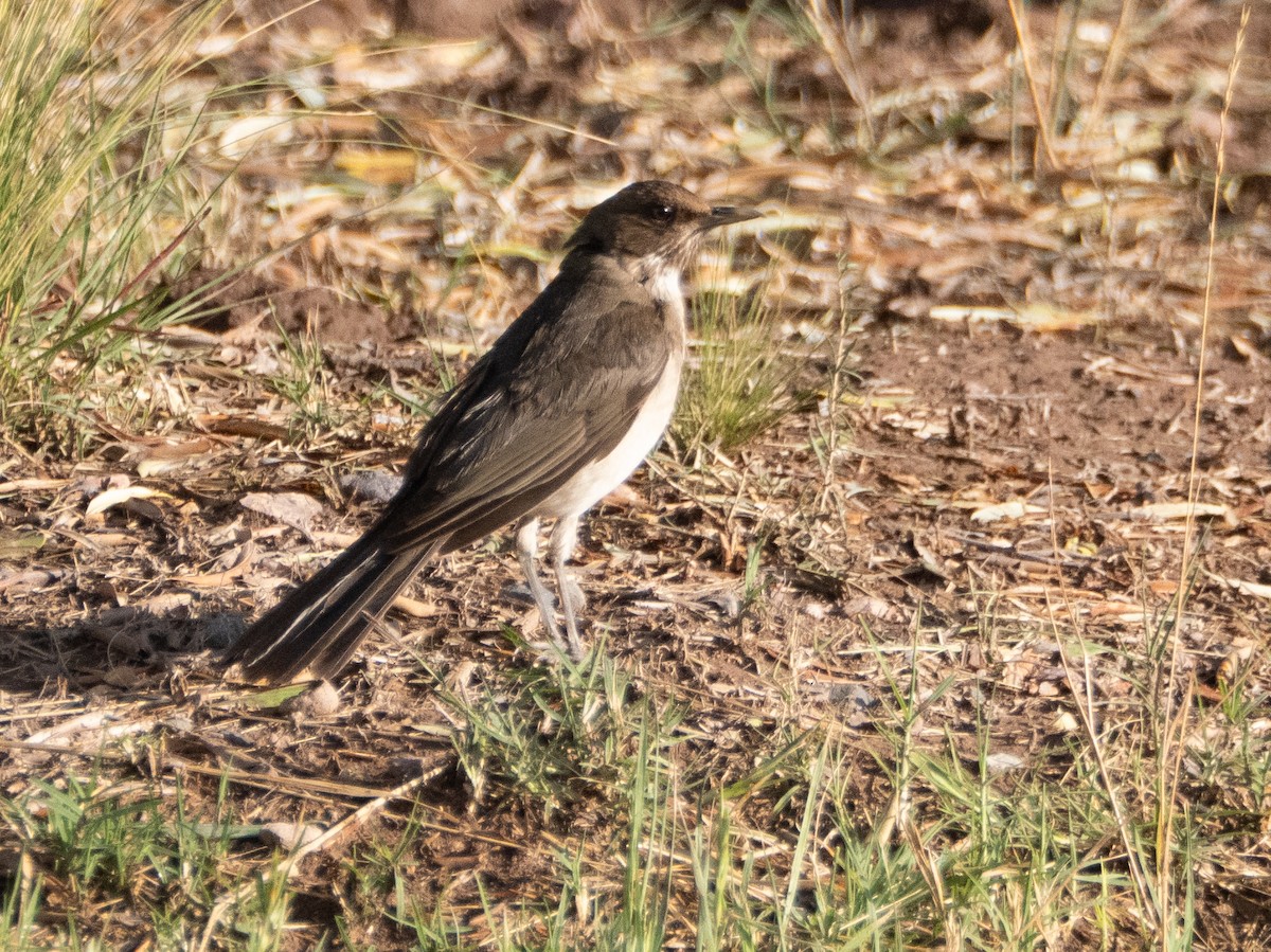 Creamy-bellied Thrush - ML647433633
