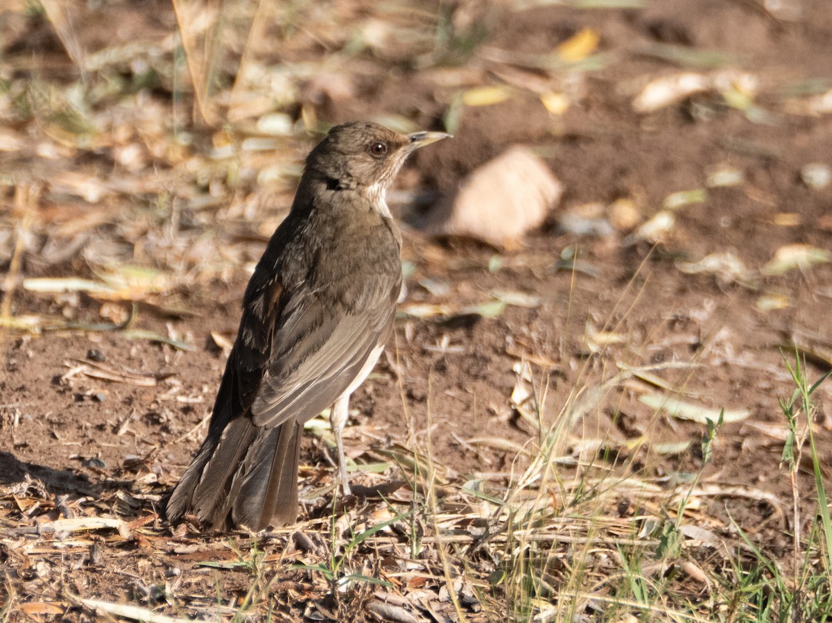 Creamy-bellied Thrush - ML647433634