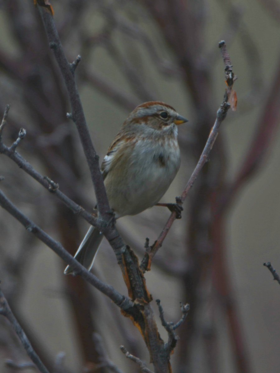 American Tree Sparrow - ML647433636