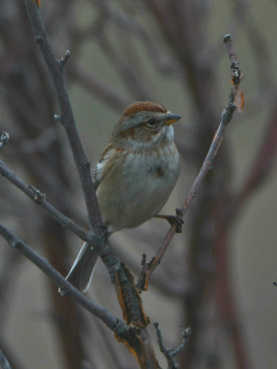 American Tree Sparrow - ML647433637