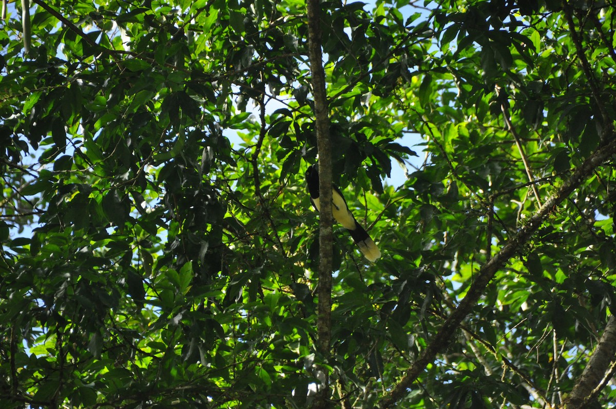 Black-chested Jay - ML647433638