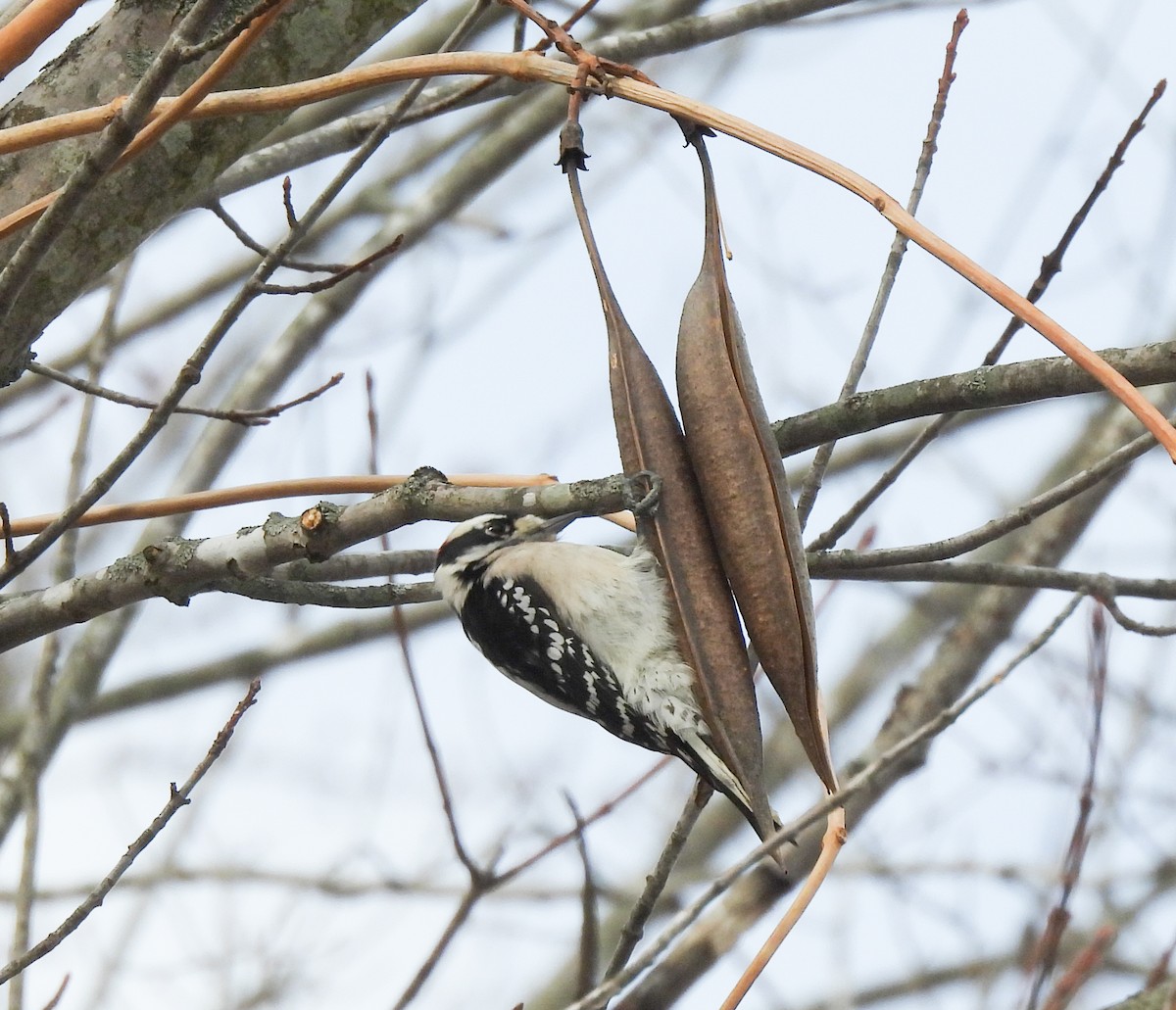 Downy Woodpecker - ML647433640