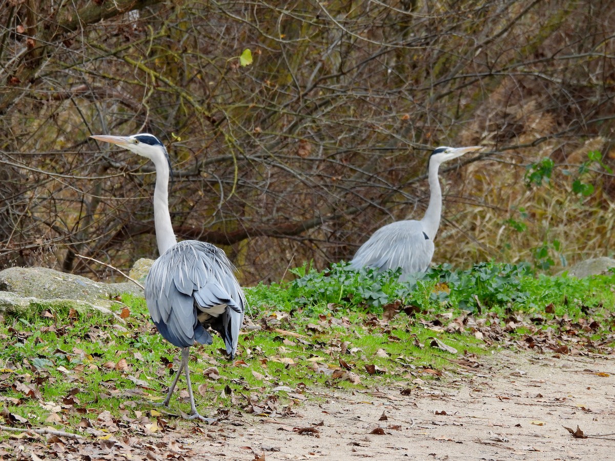 蒼鷺 - ML647433642