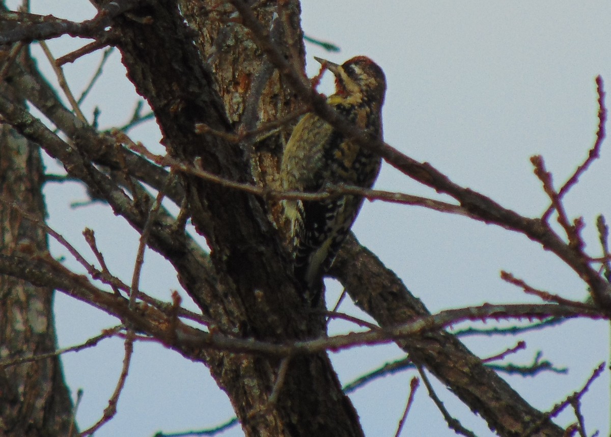 Yellow-bellied Sapsucker - ML647433643