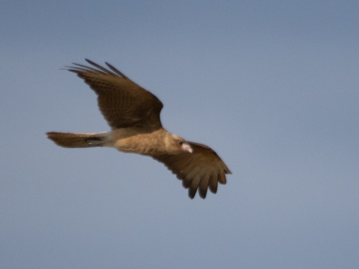 Chimango Caracara - ML647433646