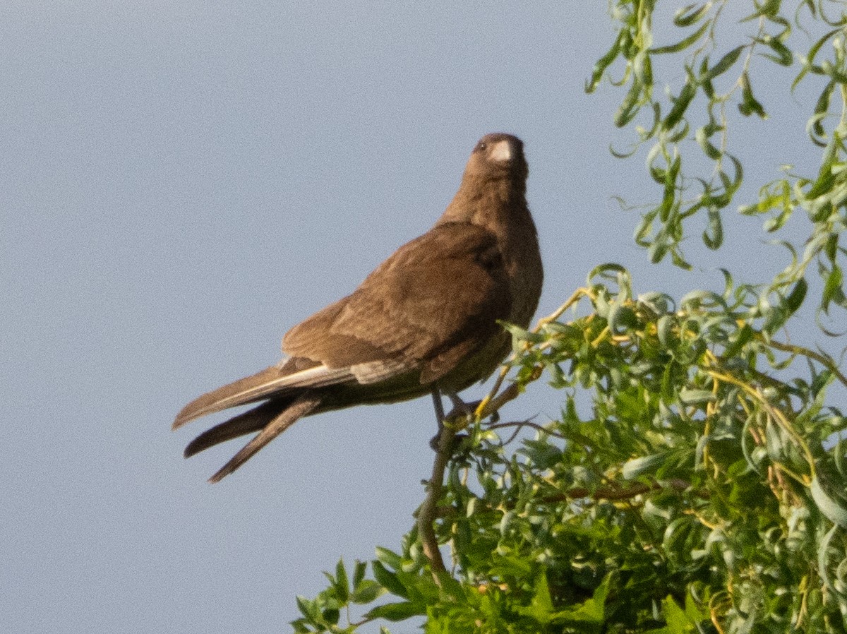 Chimango Caracara - ML647433647