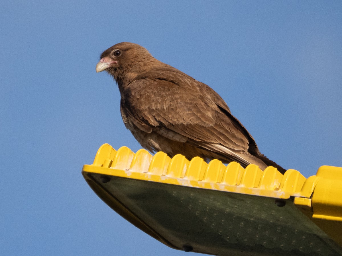 Chimango Caracara - ML647433648