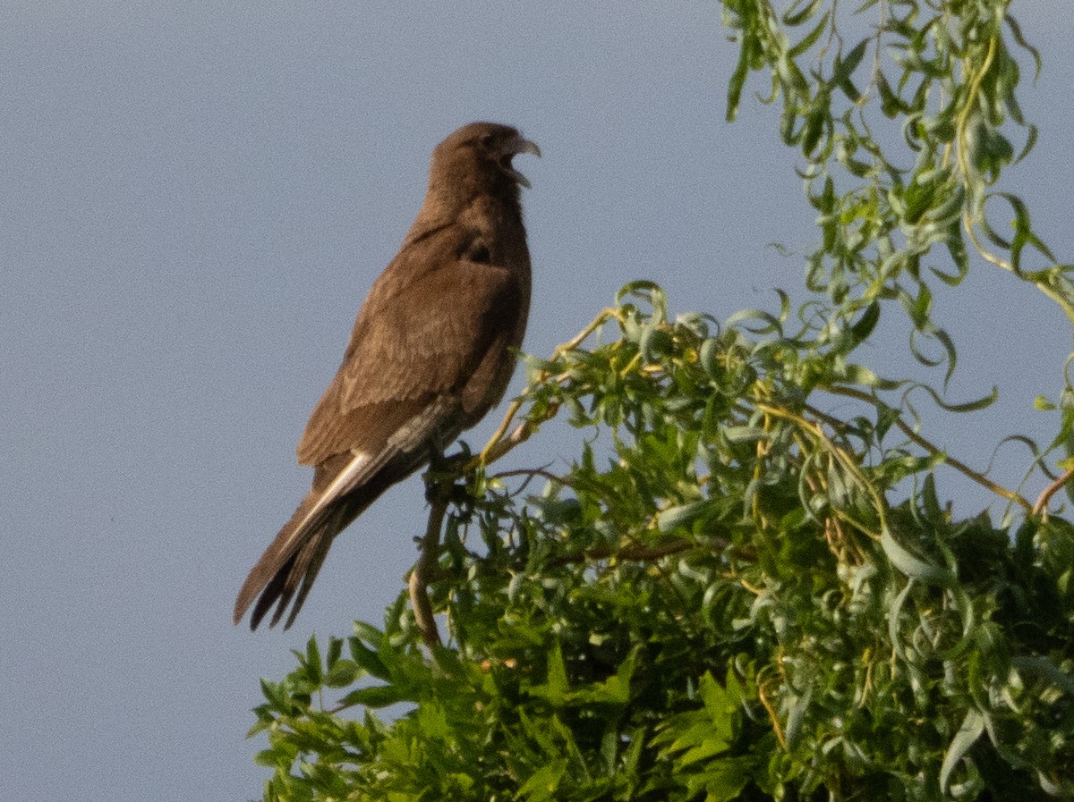 Chimango Caracara - ML647433649