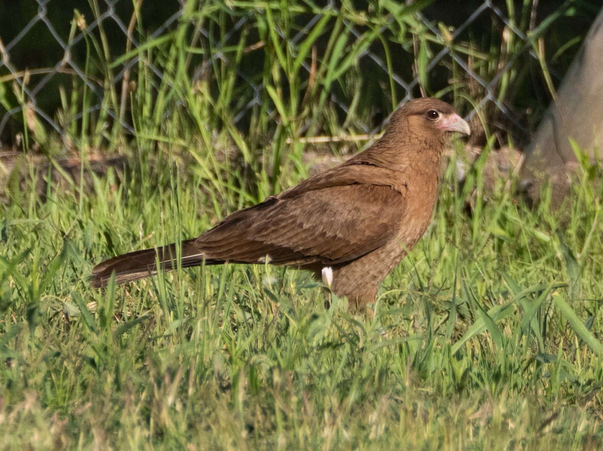Chimango Caracara - ML647433650