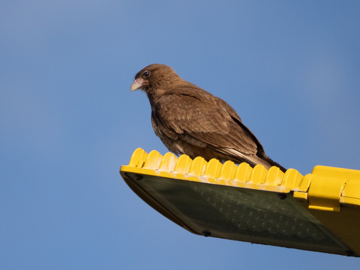 Chimango Caracara - ML647433651