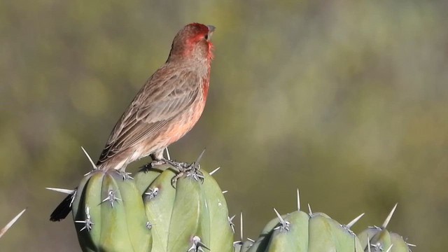 House Finch - ML647433658