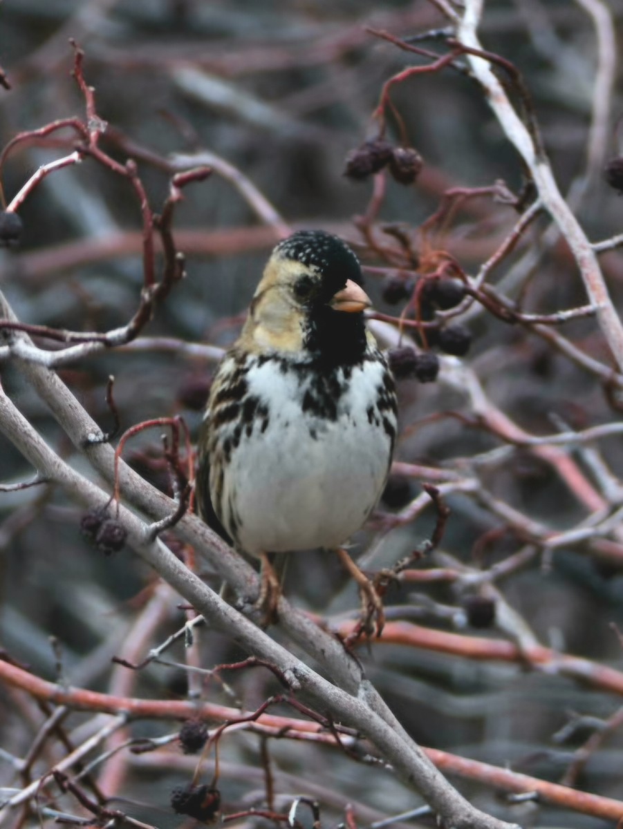 Harris's Sparrow - ML647433660