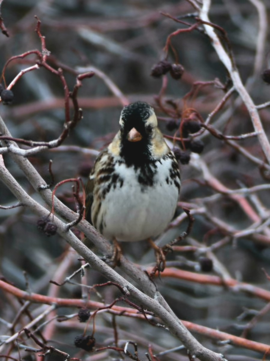 Harris's Sparrow - ML647433661