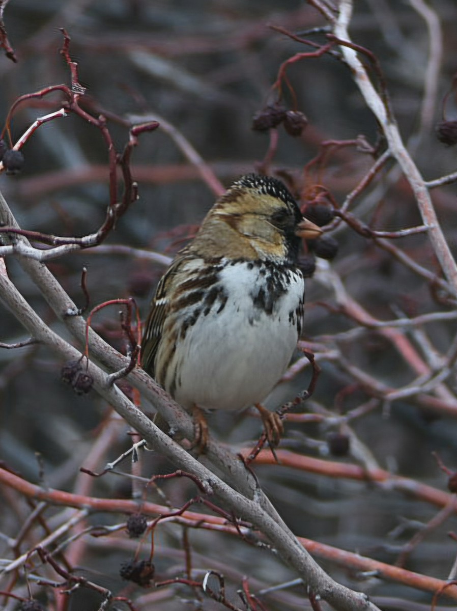Harris's Sparrow - ML647433662