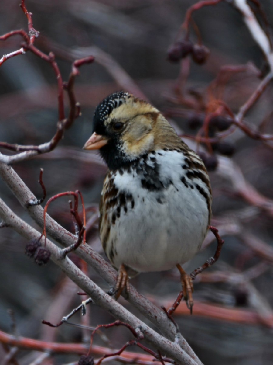Harris's Sparrow - ML647433663