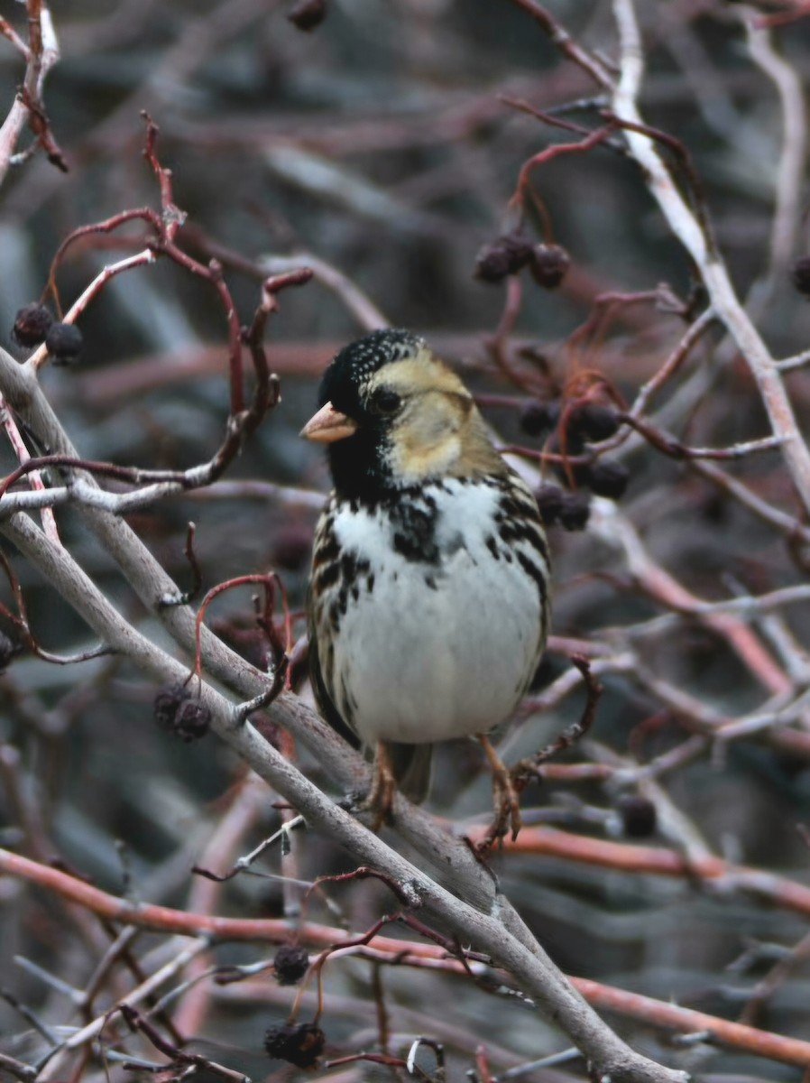 Harris's Sparrow - ML647433664