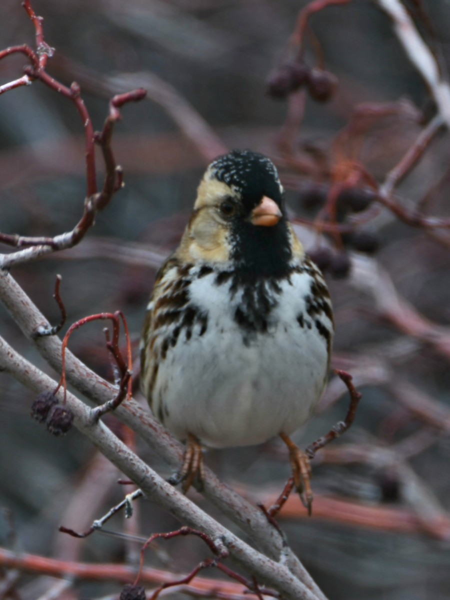 Harris's Sparrow - ML647433665