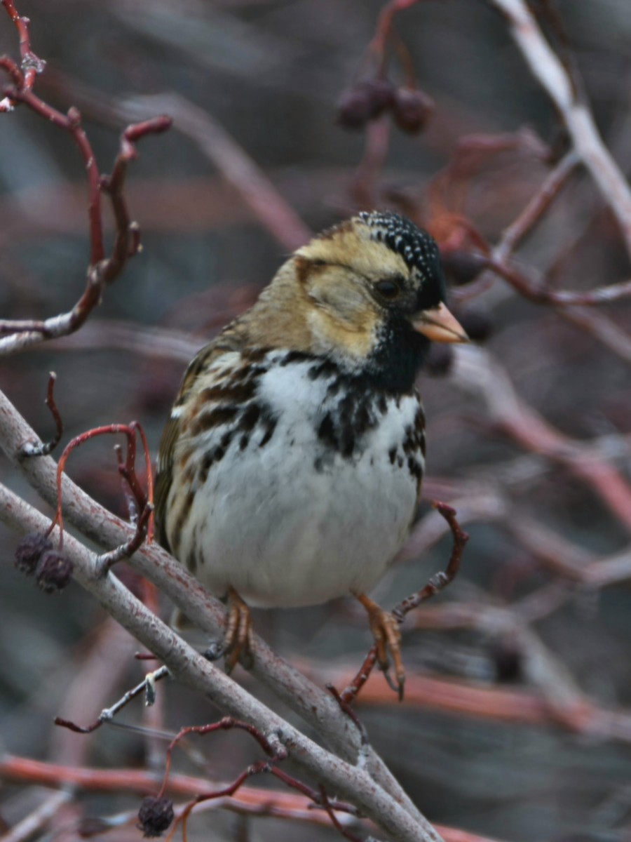 Harris's Sparrow - ML647433666