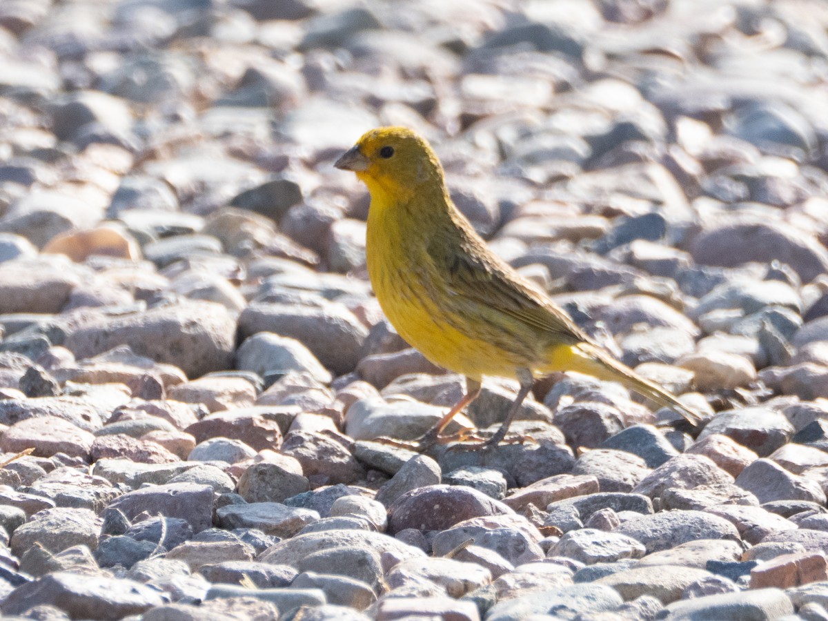 Saffron Finch - ML647433674