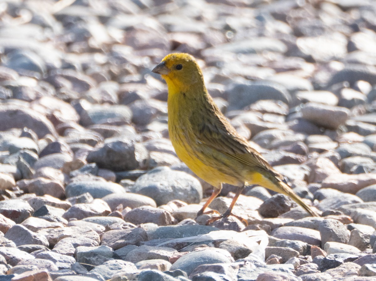 Saffron Finch - ML647433675