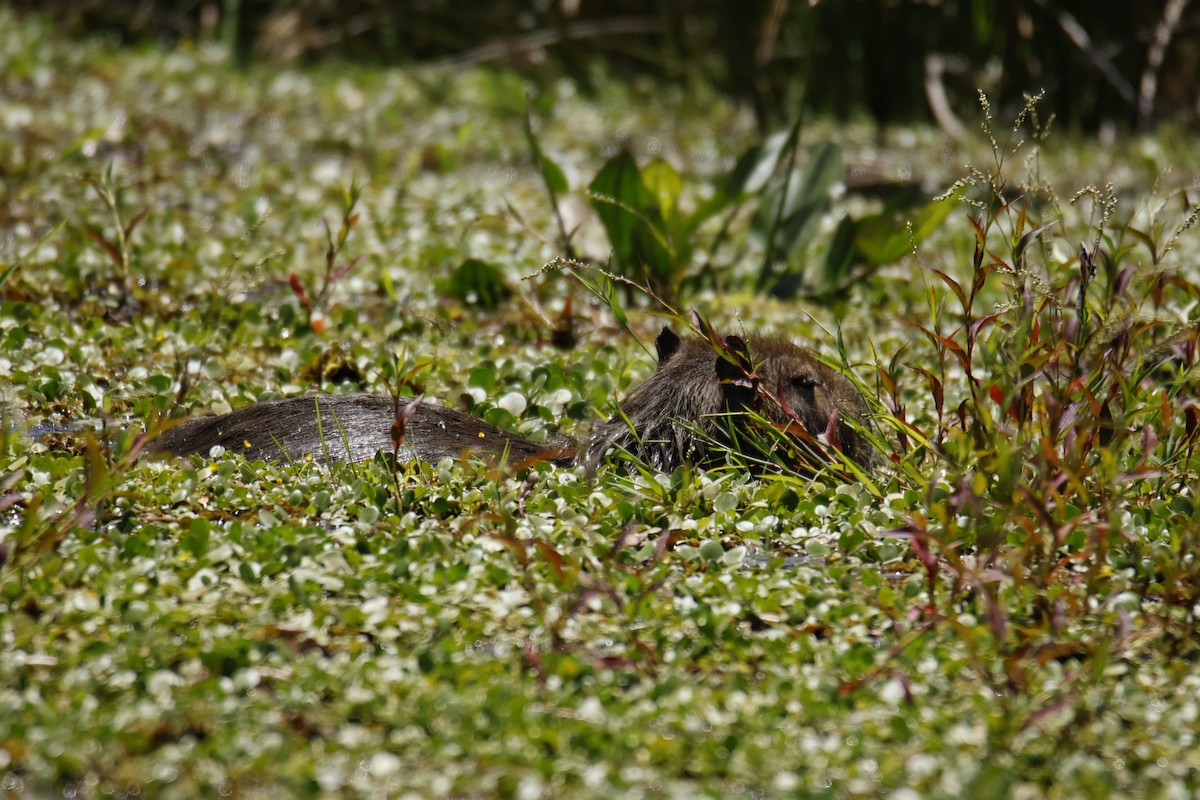 Capybara - ML647433677