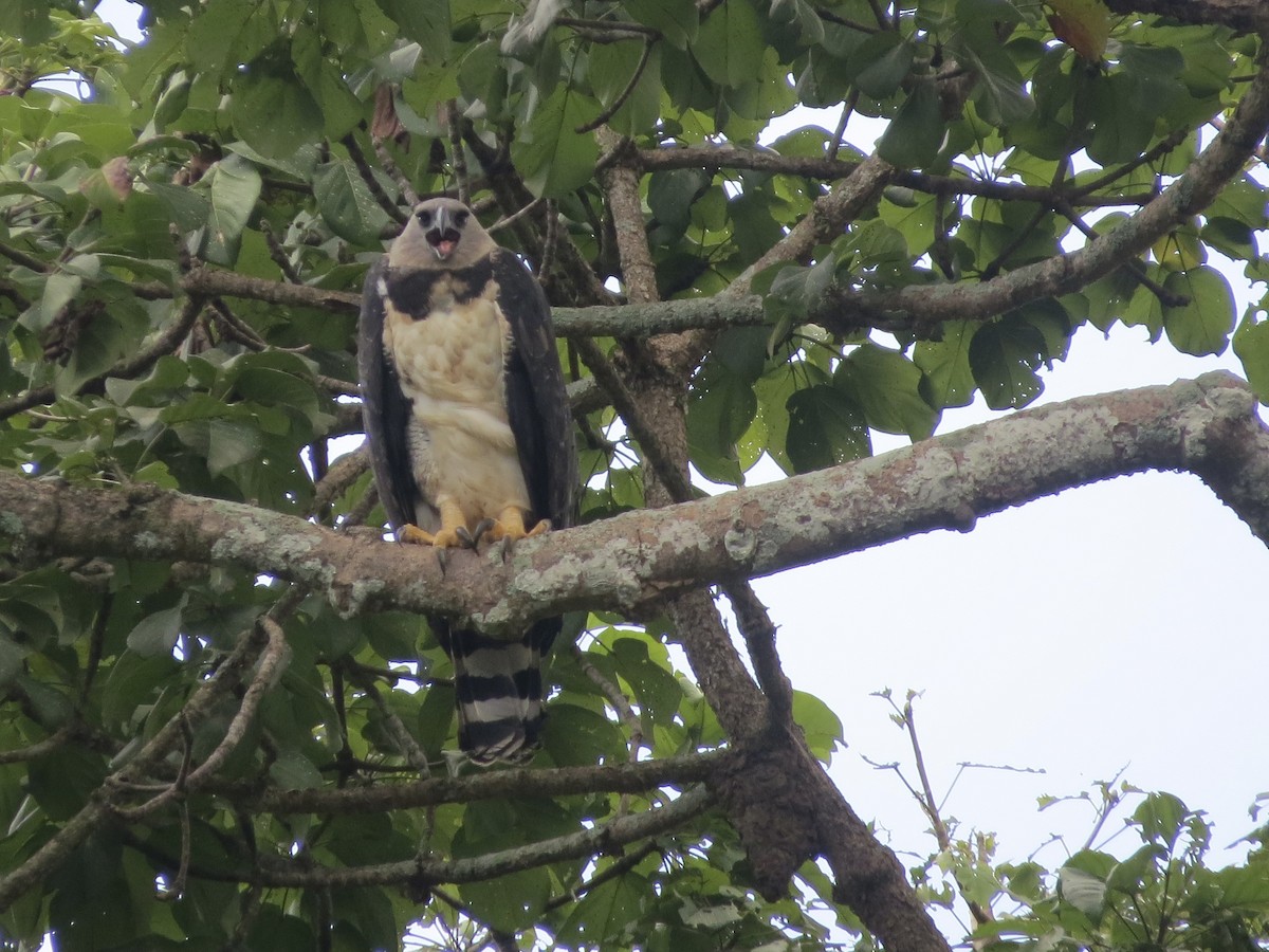 Harpy Eagle - ML647433678
