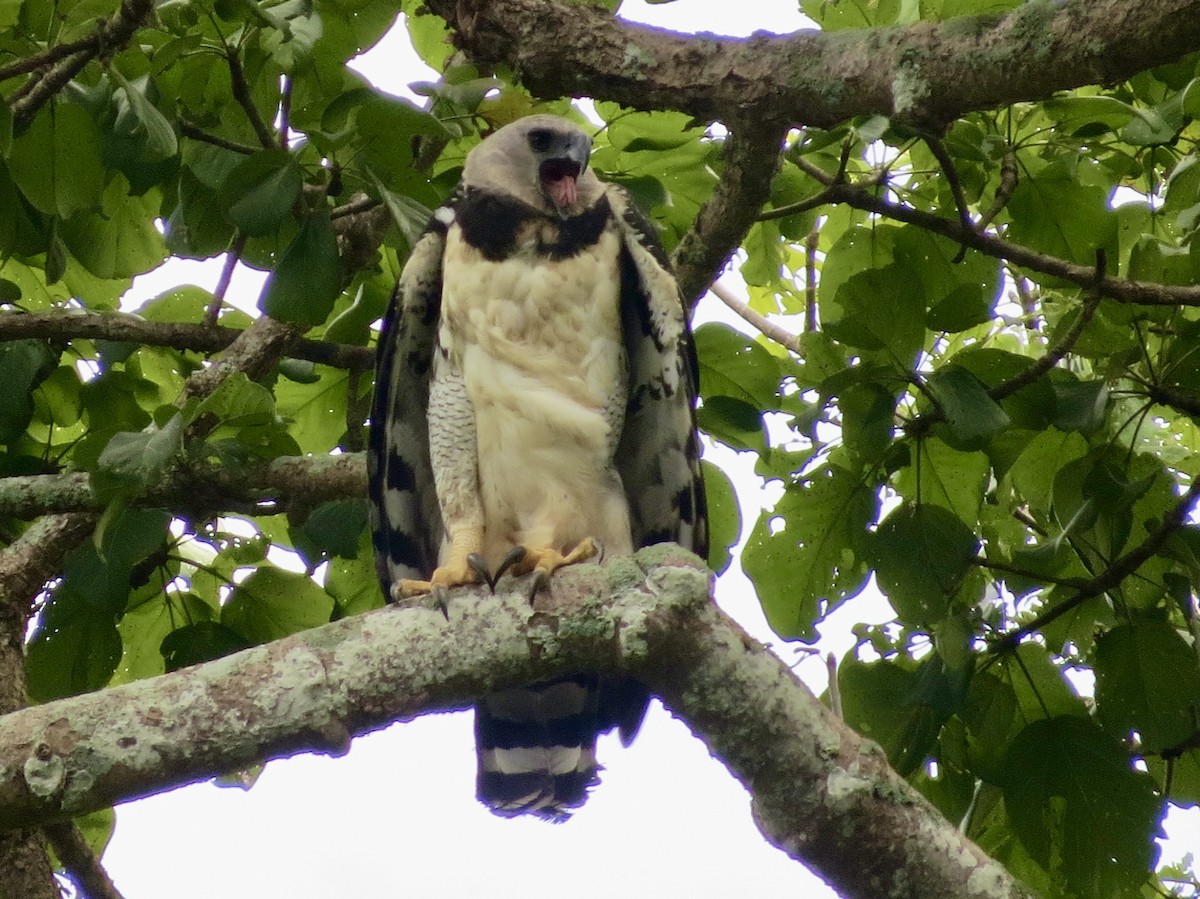 Harpy Eagle - ML647433679