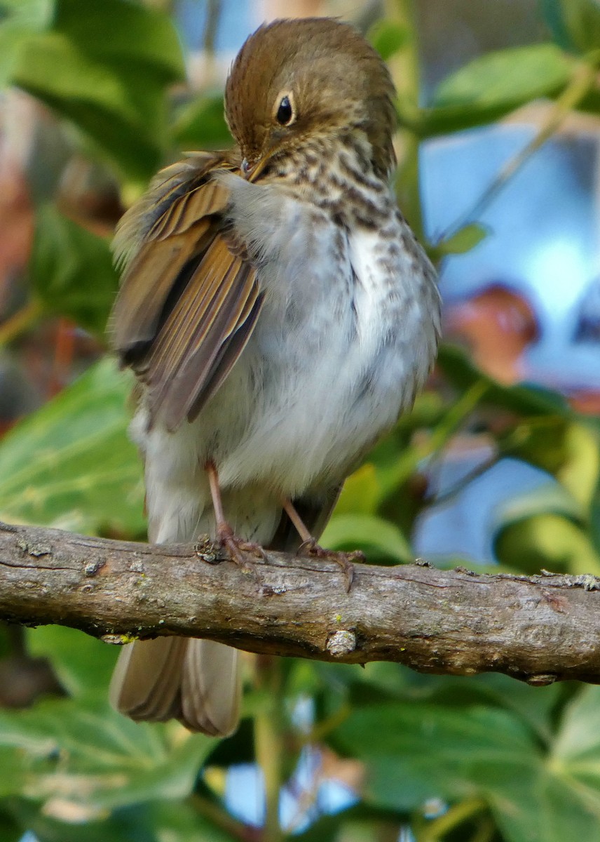 Zorzalito Colirrufo - ML647433692