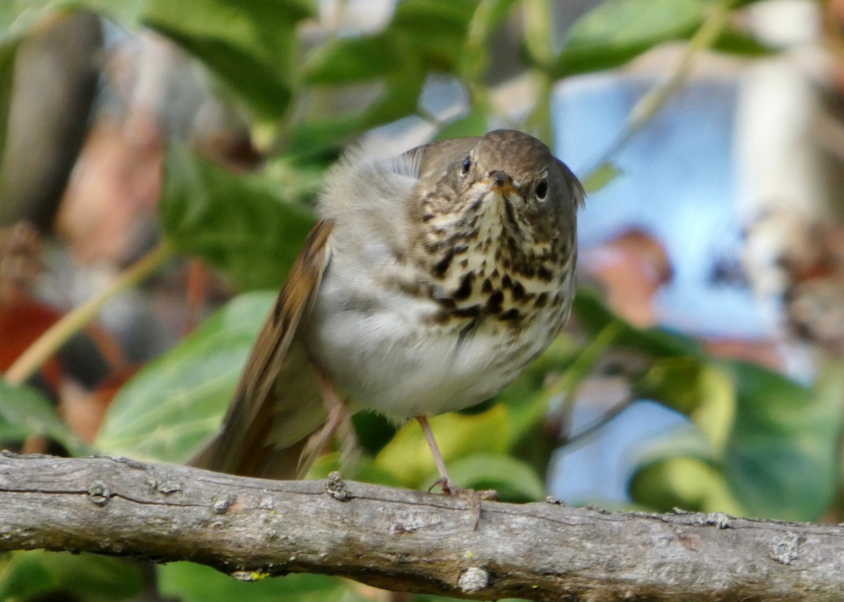 Zorzalito Colirrufo - ML647433693