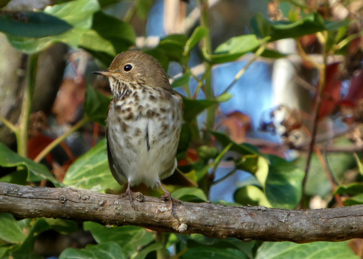 Zorzalito Colirrufo - ML647433694