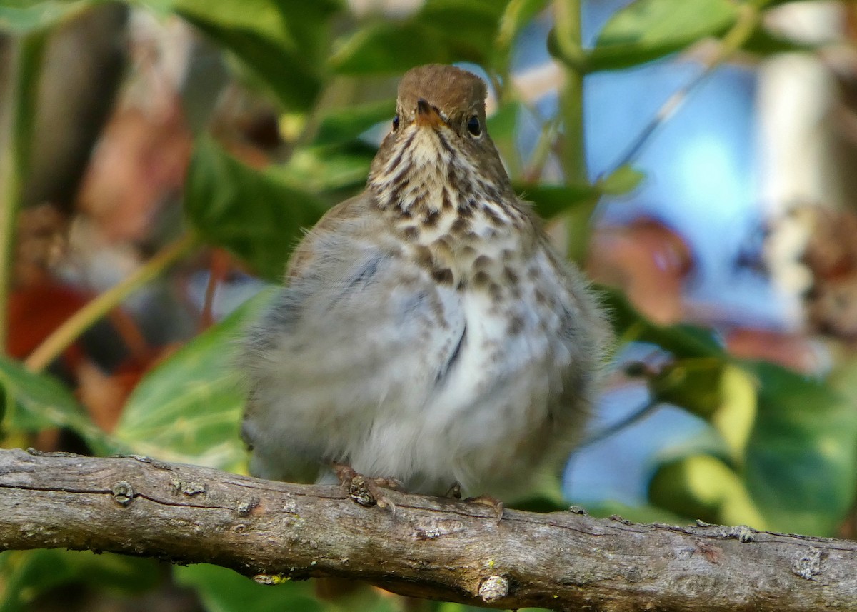 Zorzalito Colirrufo - ML647433695