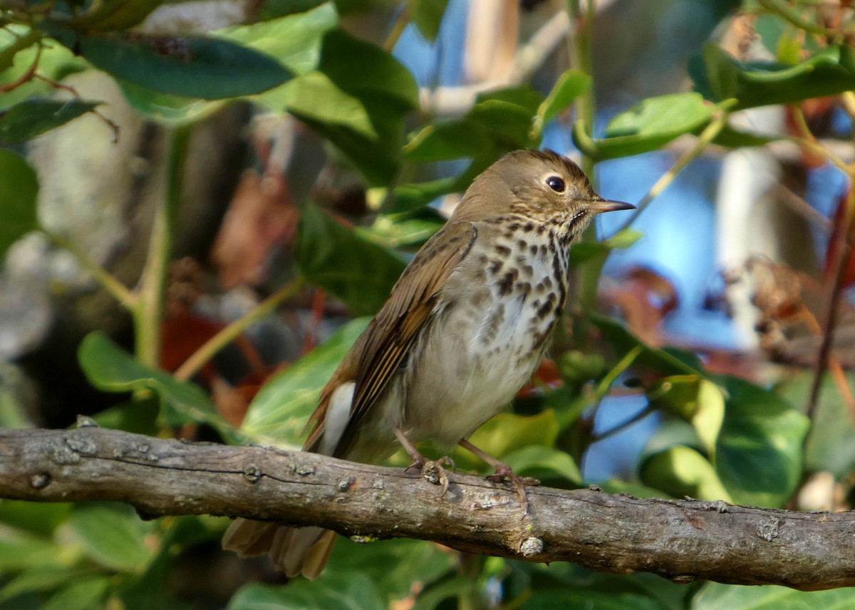 Zorzalito Colirrufo - ML647433696