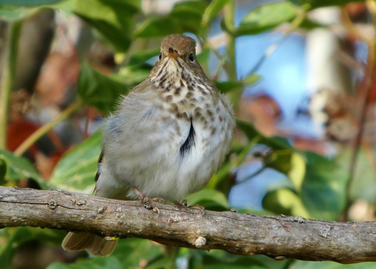 Zorzalito Colirrufo - ML647433698